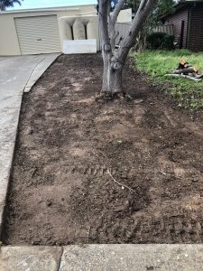 Brett4treesandstumps